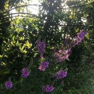 Meet your Posher, Shelby